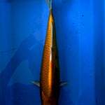 ogon 40cm