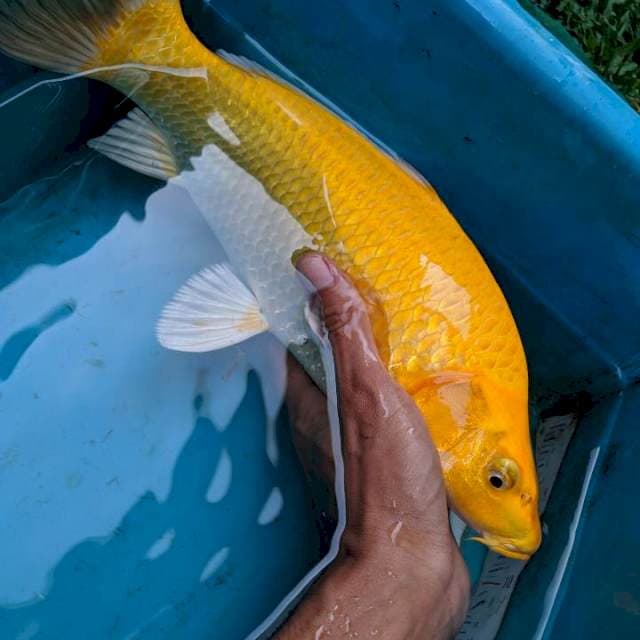 ogon 40cm