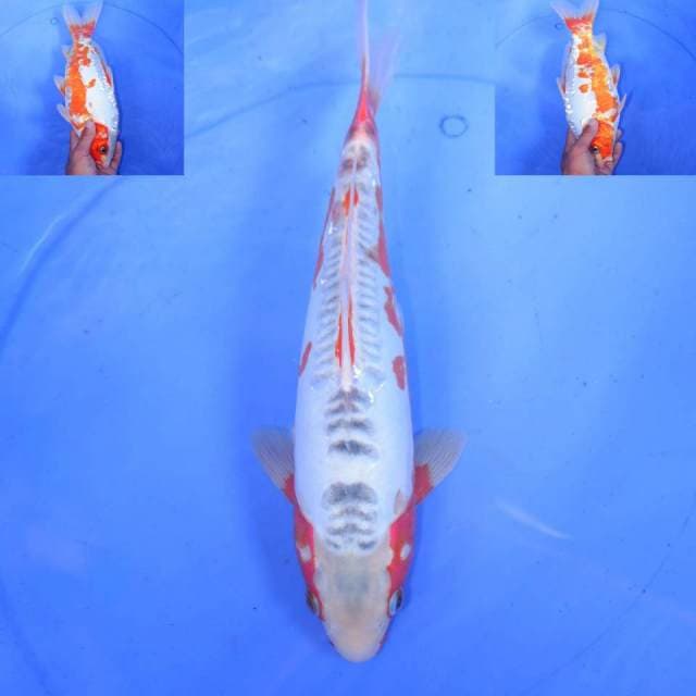 32cm HANA SHUSUI