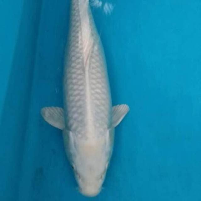 platinum.jumbo