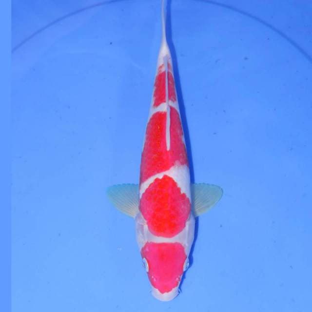 KOHAKU