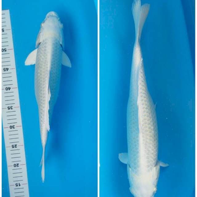 Platinum 39cm