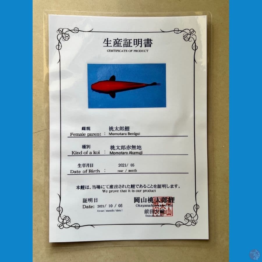 BENIGOI MOMOTARO DOB 2021