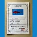 BENIGOI MOMOTARO DOB 2021