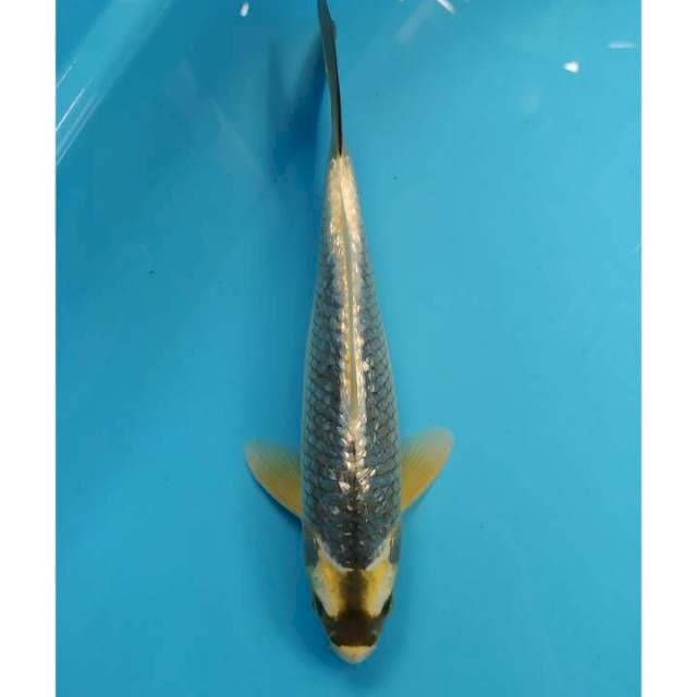 kabuto ginrin 29 cm
