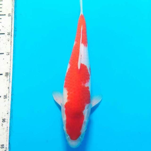 BABY FACE - F1 KOHAKU TOSAI 36 CM