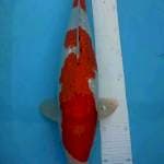 Kohaku ginrin juos