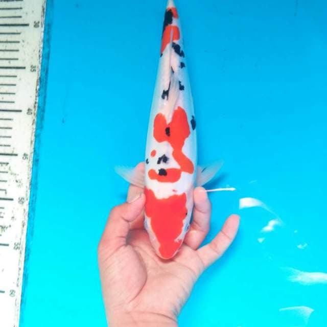 SANKE DOITSU - F1 30 CM
