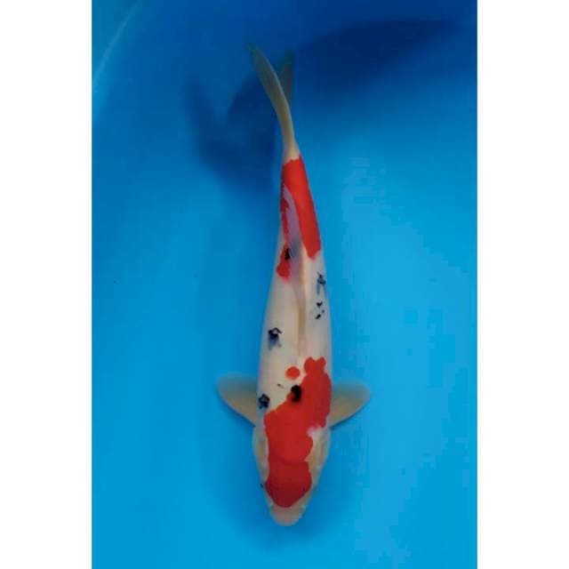 sanke red male 34 cm