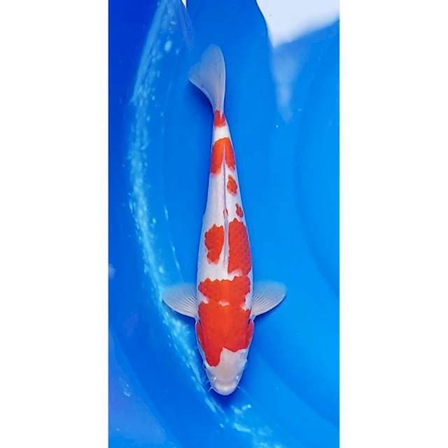 HQ Kohaku Strong, Original Patern 31cm (M)