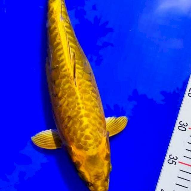 Mukasi gold aragoke(gendong telur)