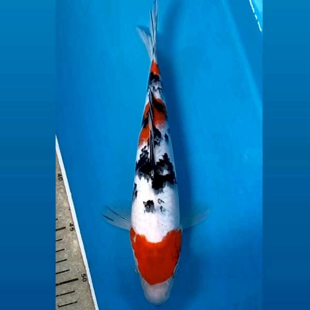Sanke, 28 cm