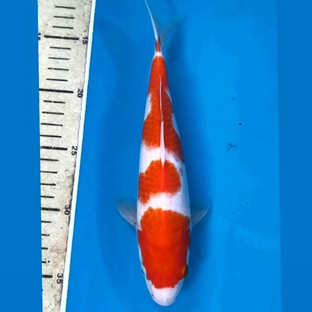 Kohaku, 24 cm