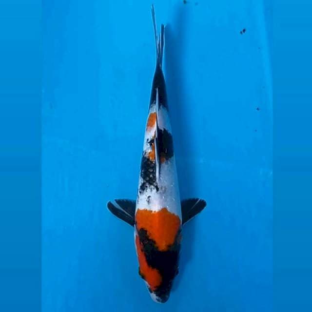 Showa, 21 cm
