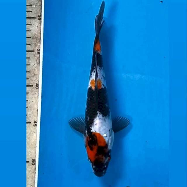 Showa, 22 cm