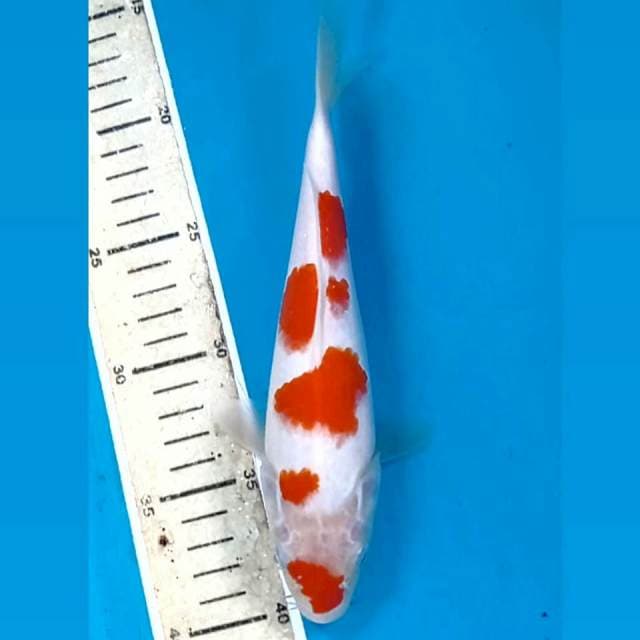 Kohaku, 22 cm