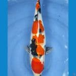 SANKE.. 40CM. FEMALE 
