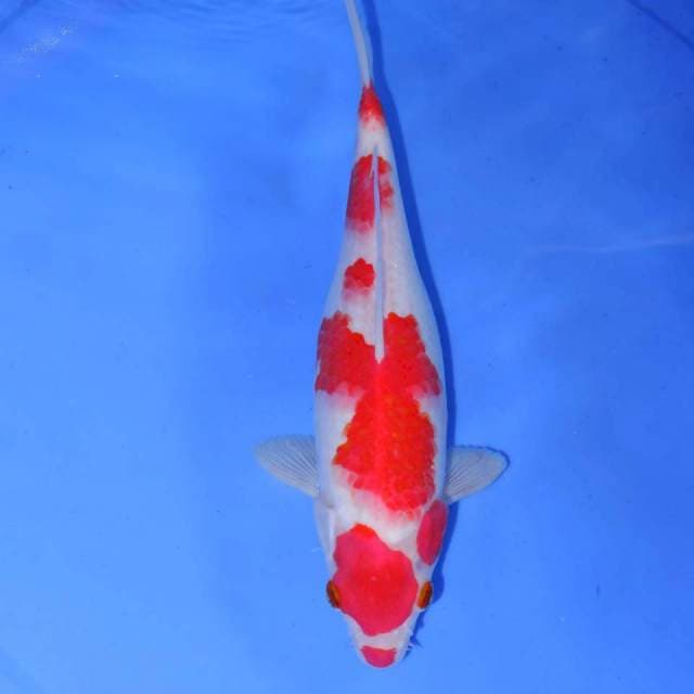 MITOBORU KOHAKU