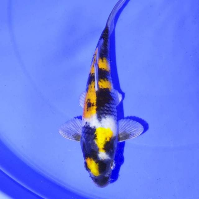KUNING KI SHOWA