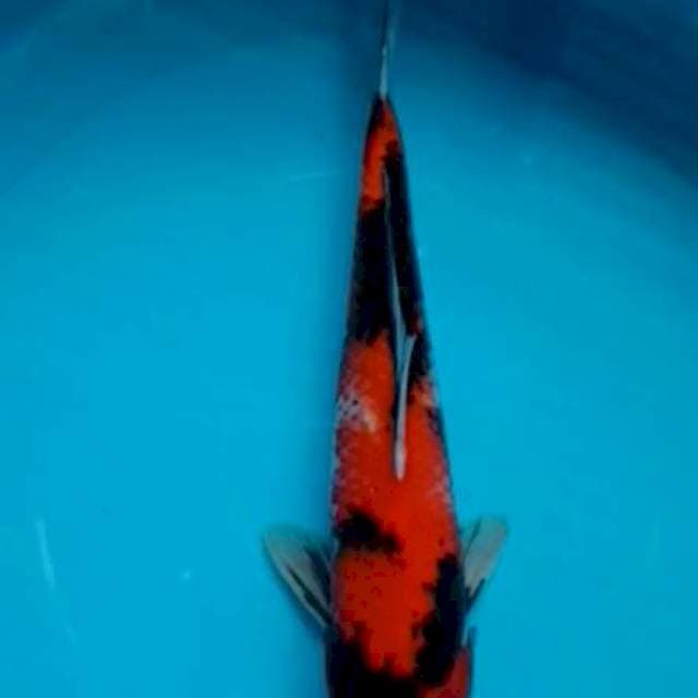 Showa 31cm