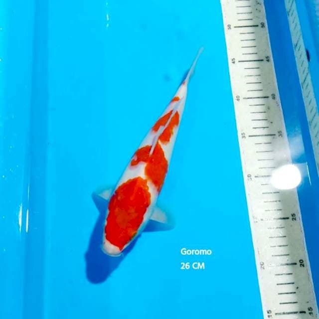 GOROMO 26 CM