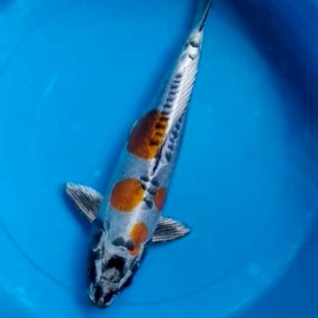 Kiko 37cm