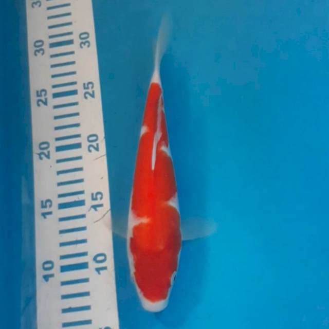 Kohaku 23 cm