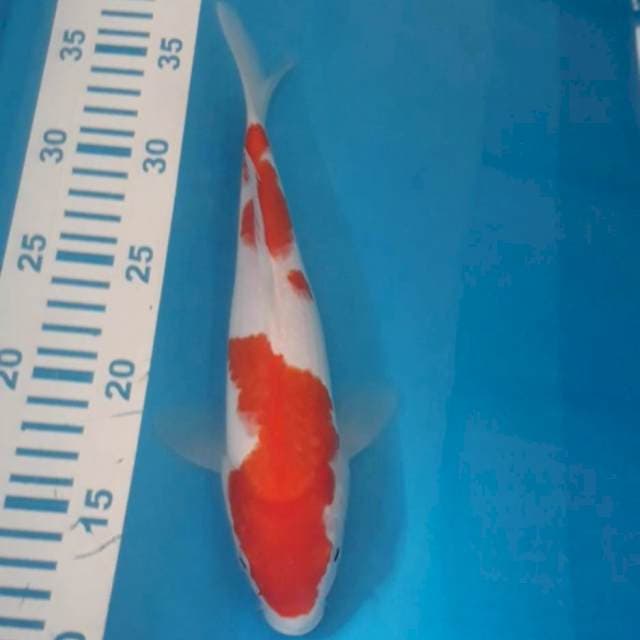 Kohaku 25 cm