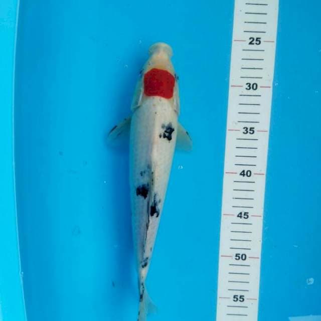 TANCHO SANKE 32 CM