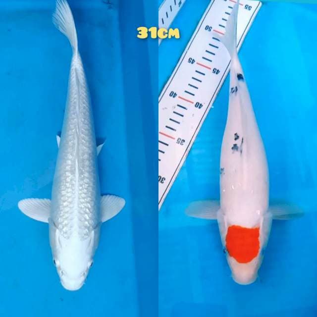Mix Koi 31cm
