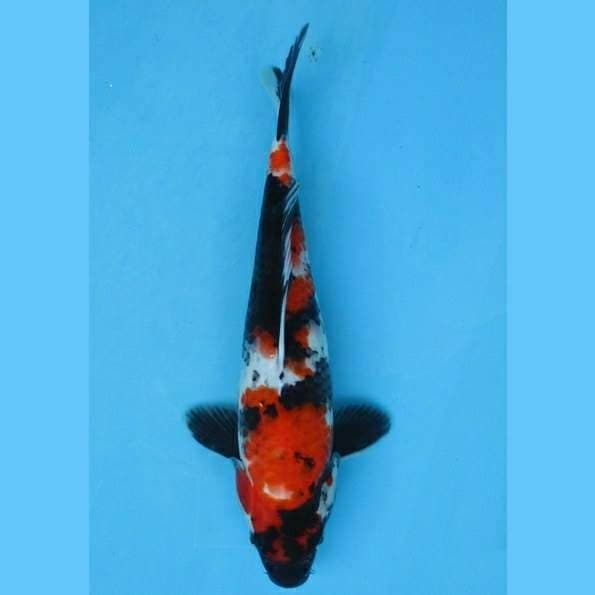 Near Koi - Showa 25cm