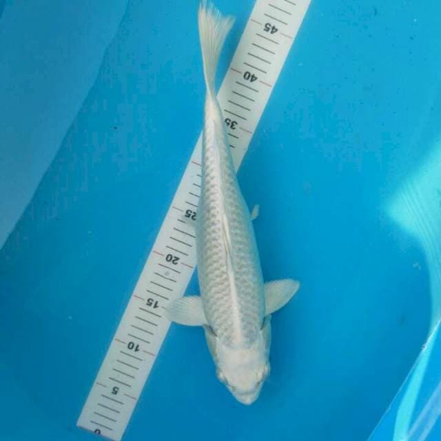 PLATINUM 37 CM