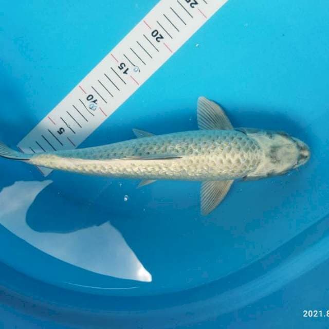 Mukashi ginrin 36cm