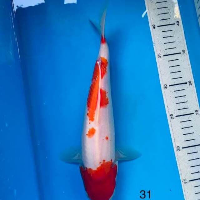 Kohaku 31cm