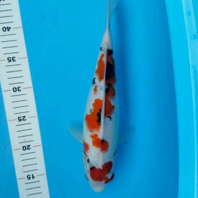 SANKE 34 CM