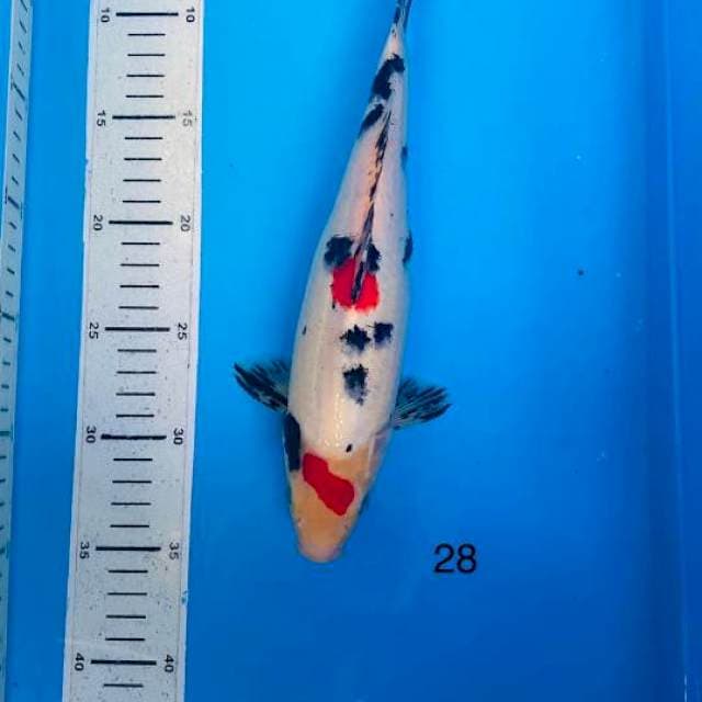 Sanke 28cm