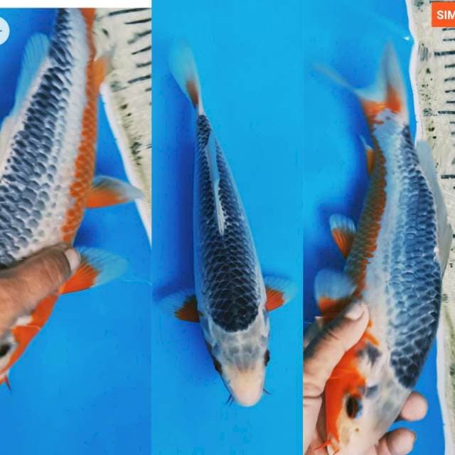 Asagi mantap bahan keeping 30cm