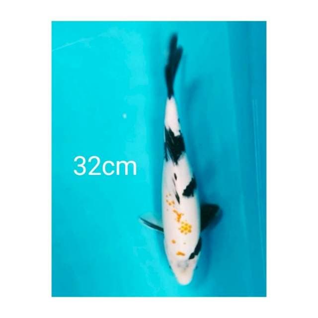 SHOWA 32CM