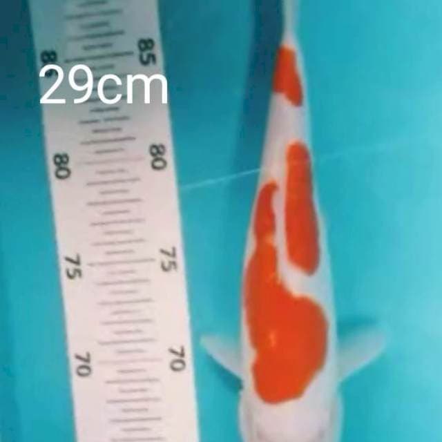 KOHAKU DOIT MURNI 29CM