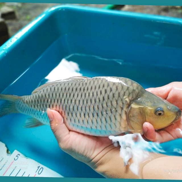 Soragoi Punuk 33cm