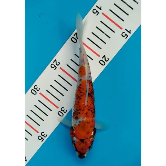 beni matsubawake 19 cm