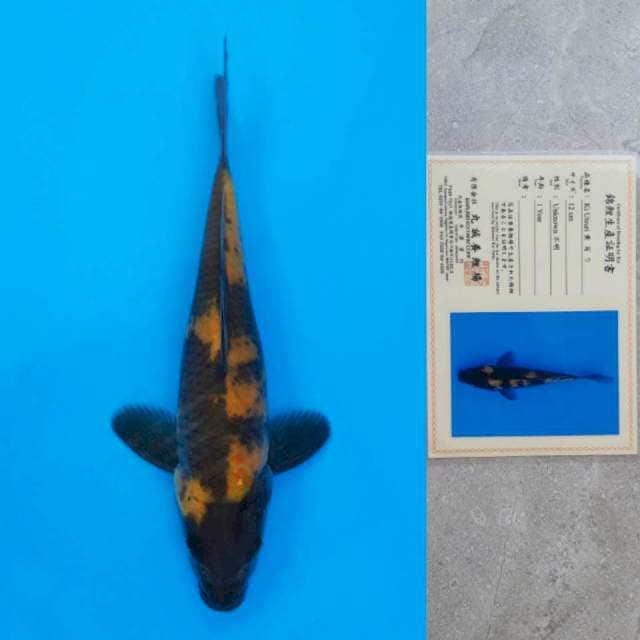 Marusei Ki-Utsuri Certi