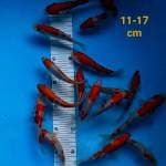 ~ KOHAKU 11-17cm ~