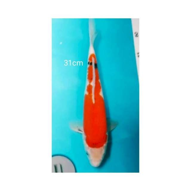 SHOWA 31CM 