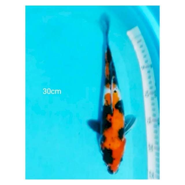Showa 30cm
