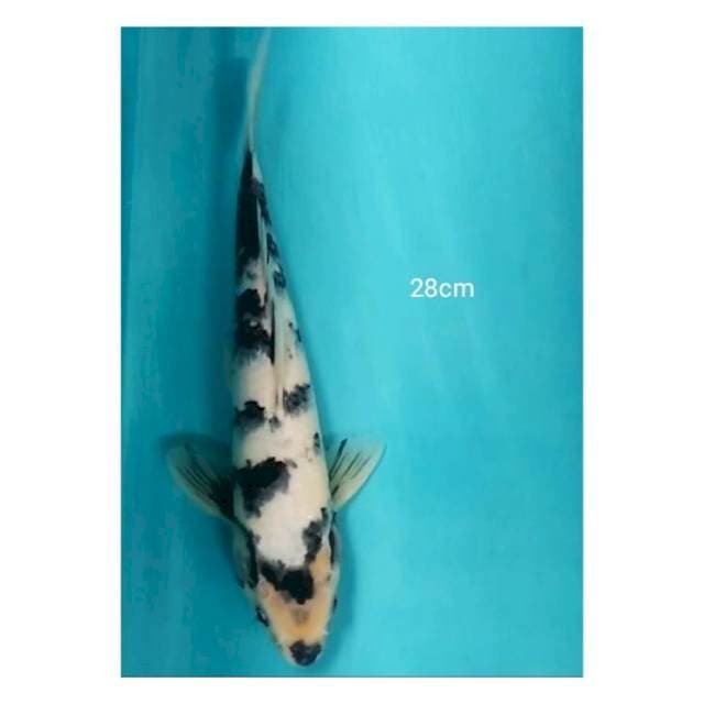 Shiro 30bu