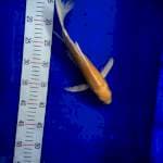 Sleyer ogon 29 cm