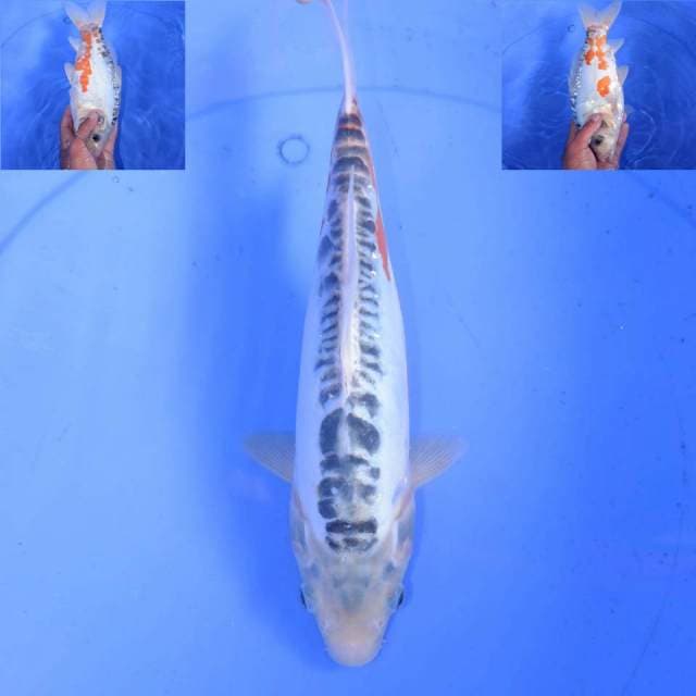 32CM NARUMI SHUSUI