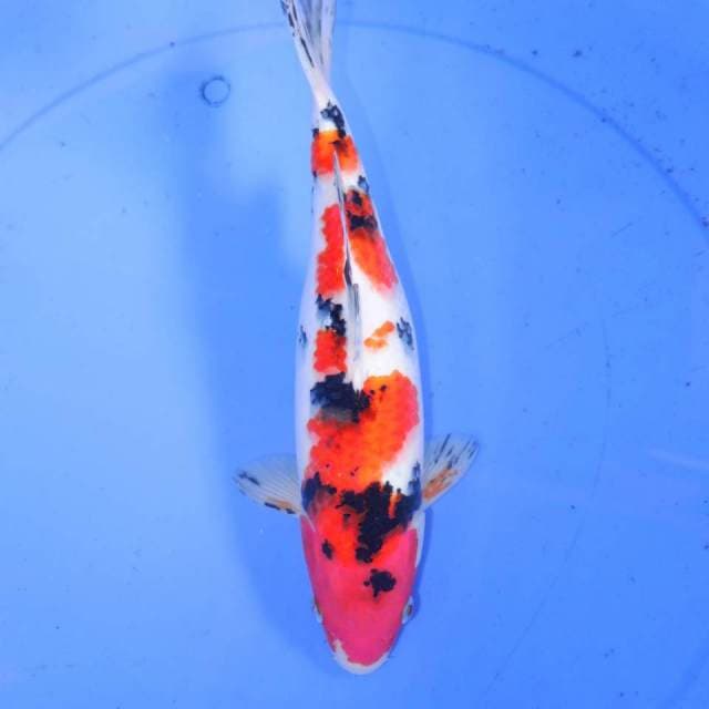 32cm SAKURA SANKE
