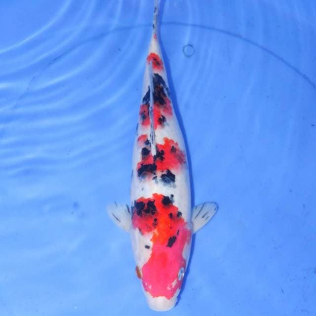 30cm YONDAN SANKE 4STEP